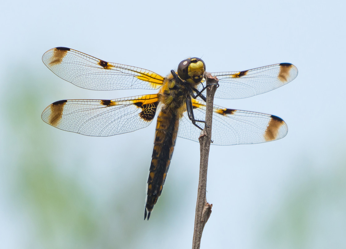 "A Four Spotted Chaser Dragonfly" stock image