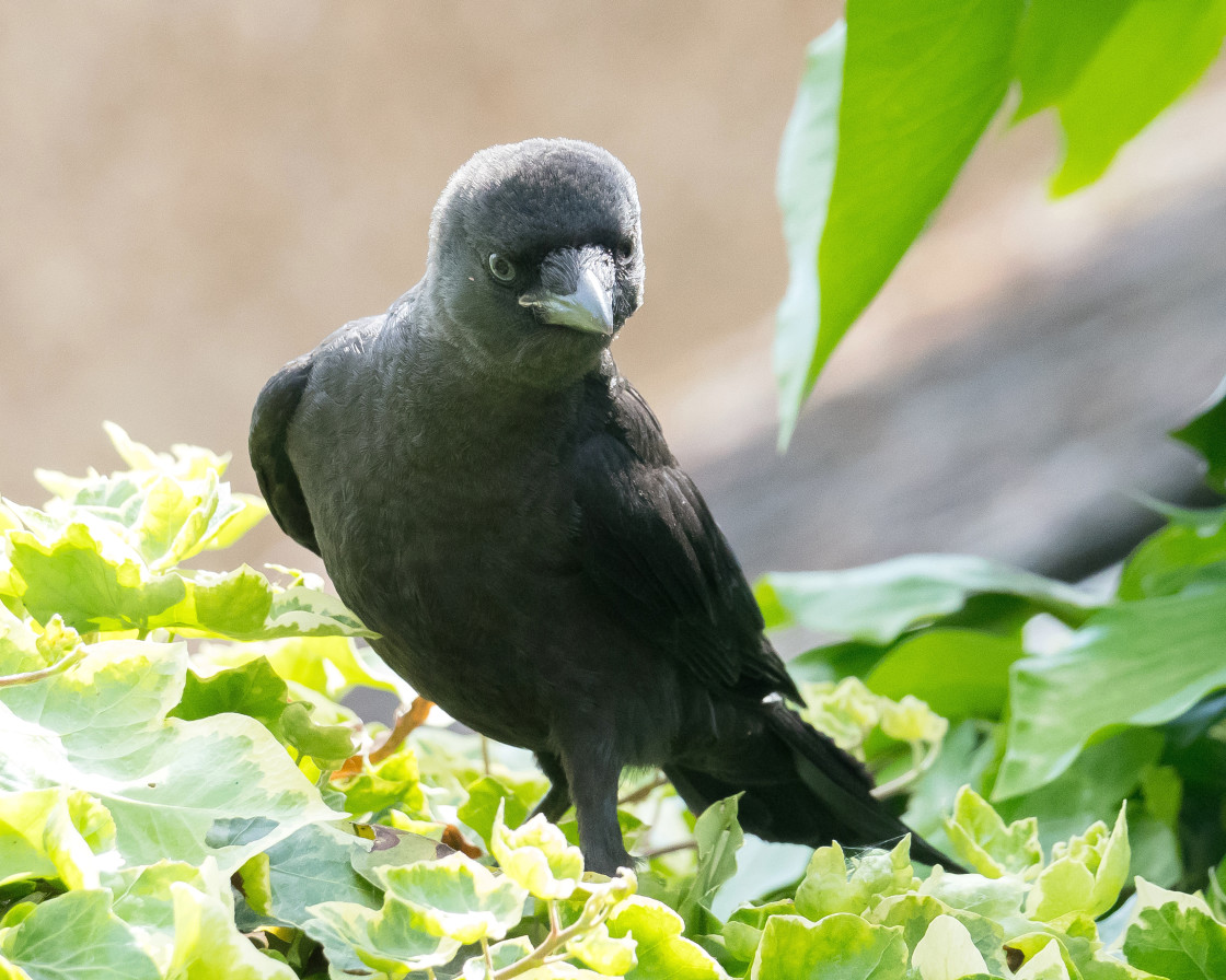 "Young Jackdaw" stock image