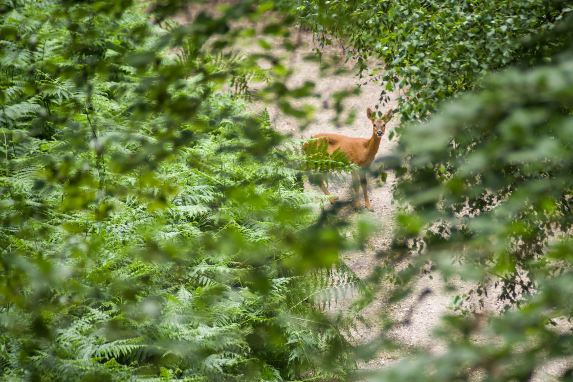 "Roe Deer" stock image