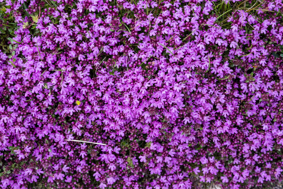 "Wild Thyme (Thymus polytrichus or Thymus praecox)" by Gordon England - $12.24 "Wild Thyme (Thymus polytrichus or Thymus praecox)" stock image