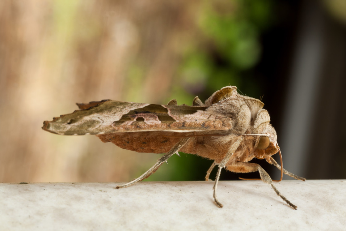 "Angle Shades Moth" stock image