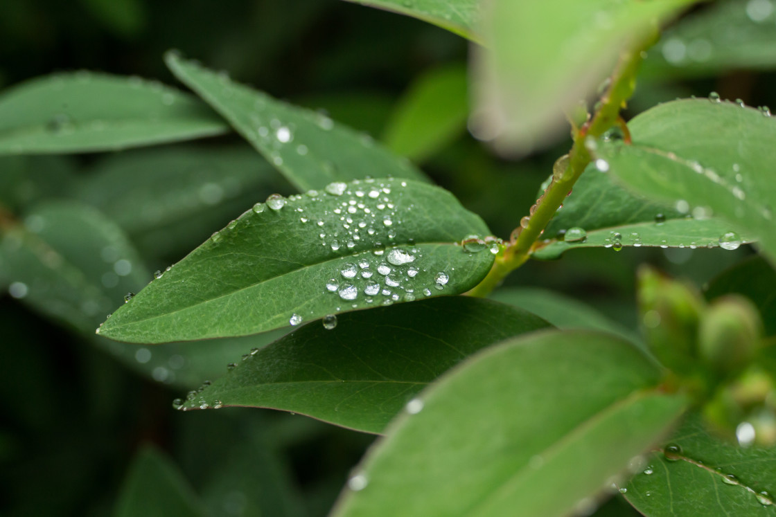"Water Droplets on Leaves" stock image
