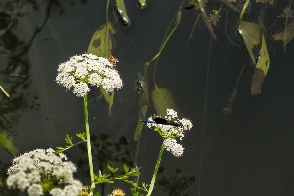 "Flora and Fauna" by Gordon England - $12.09 "Flora and Fauna" stock image