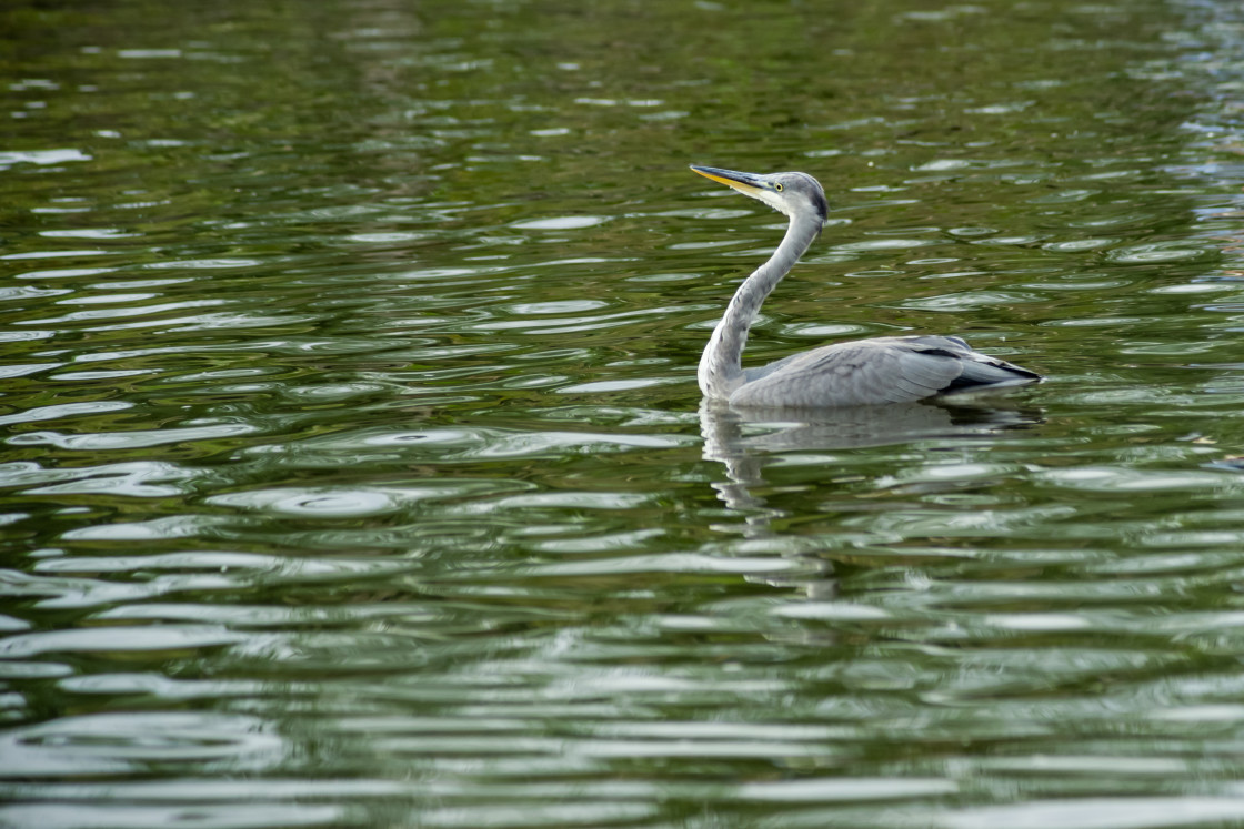"Grey Heron Paddling" by Gordon England - $12.62 "Grey Heron Paddling" stock image