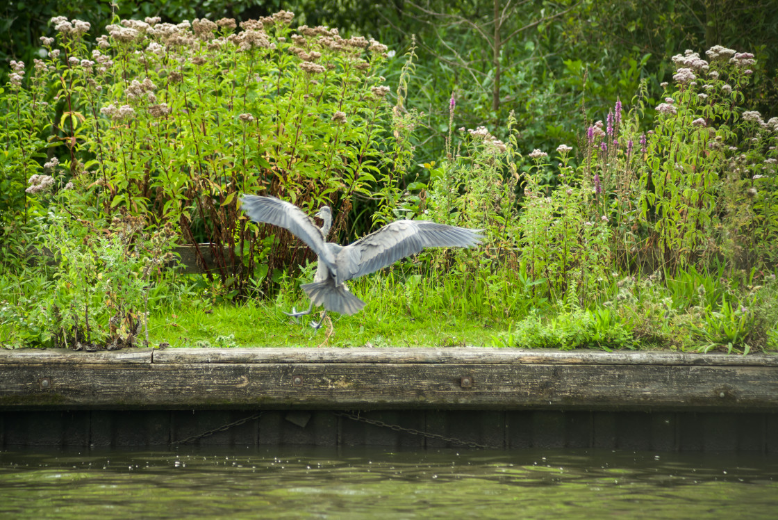 "Grey Heron Landing" by Gordon England - $12.55 "Grey Heron Landing" stock image