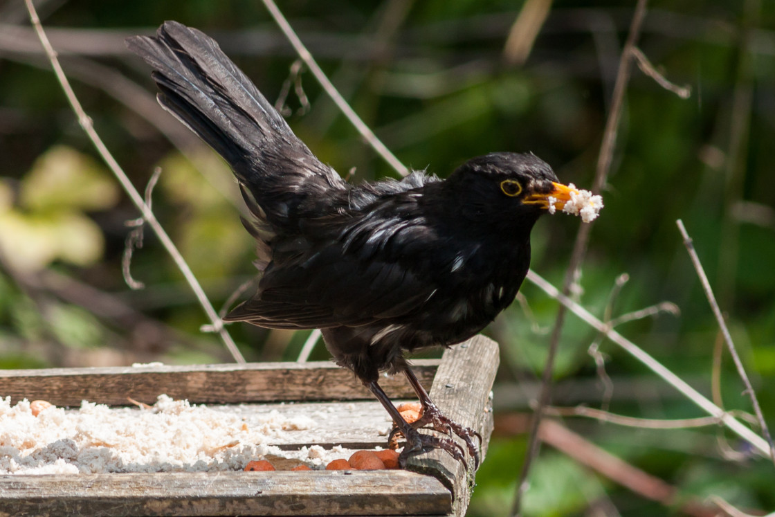 "Blackbird with white feathers" by Gordon England - $12.14 "Blackbird with white feathers" stock image