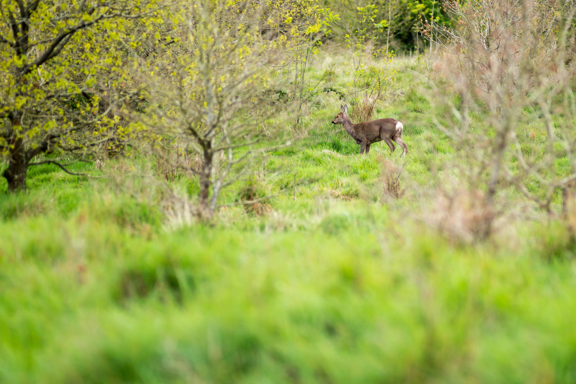 "Roe Deer Doe" stock image