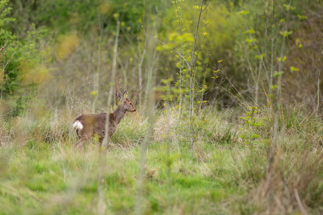 "Female Roe Deer" stock image