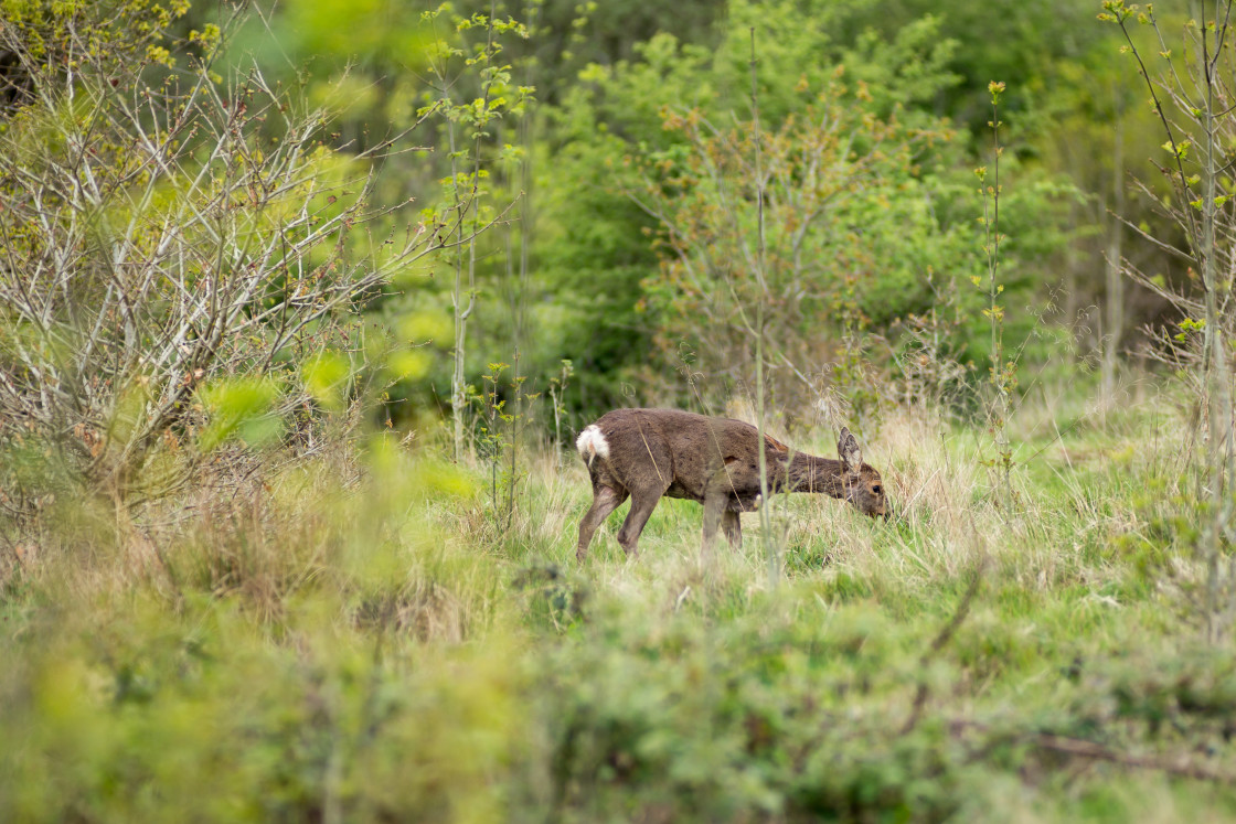 "Female Roe Deer" stock image