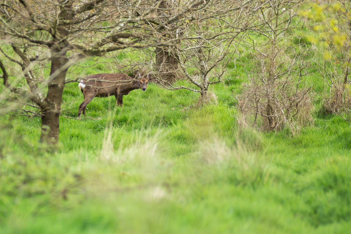 "Roe Deer Doe" stock image