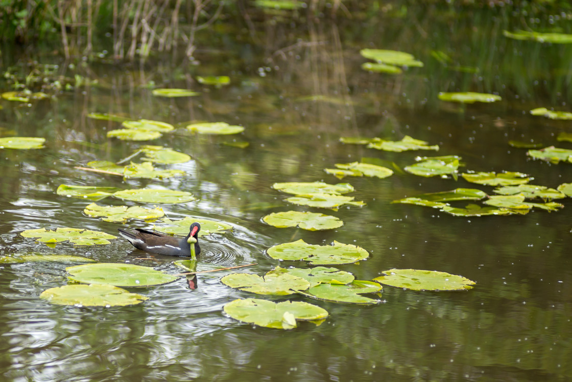 "Moorhen" by Gordon England - $12.09 "Moorhen" stock image