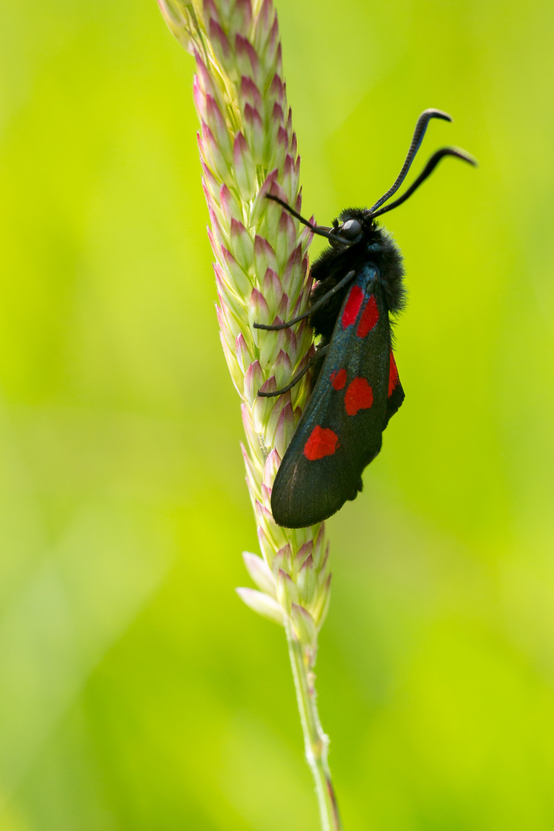 "Five-Spot Burnet Moth" stock image