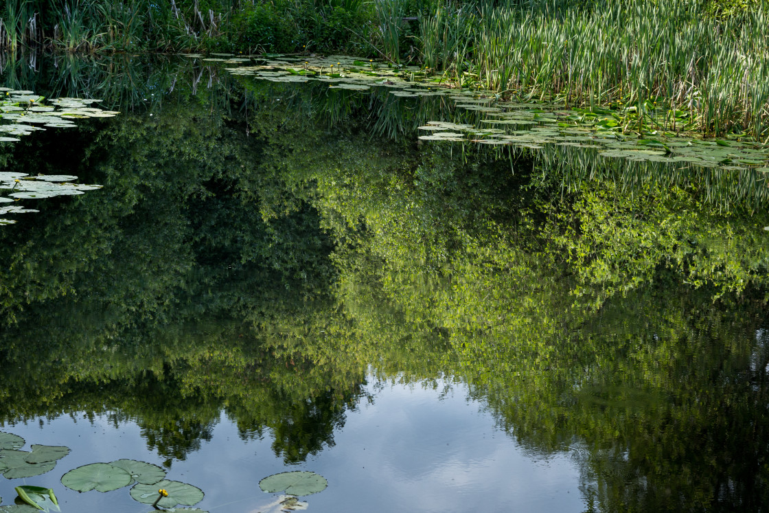 "Pond Reflection" by Gordon England - $12.06 "Pond Reflection" stock image