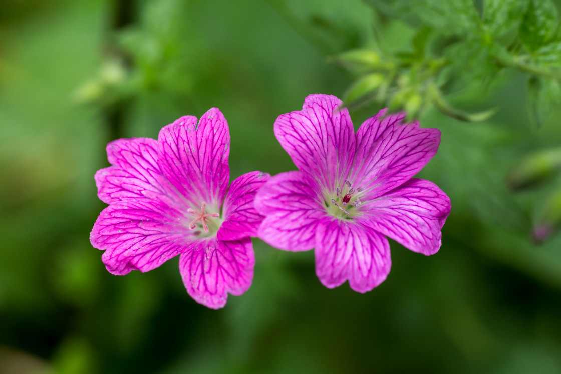 "Common Mallow Flowers" by Gordon England - $12.70 "Common Mallow Flowers" stock image