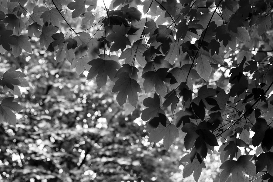 "Sycamore Tree Leaves" stock image