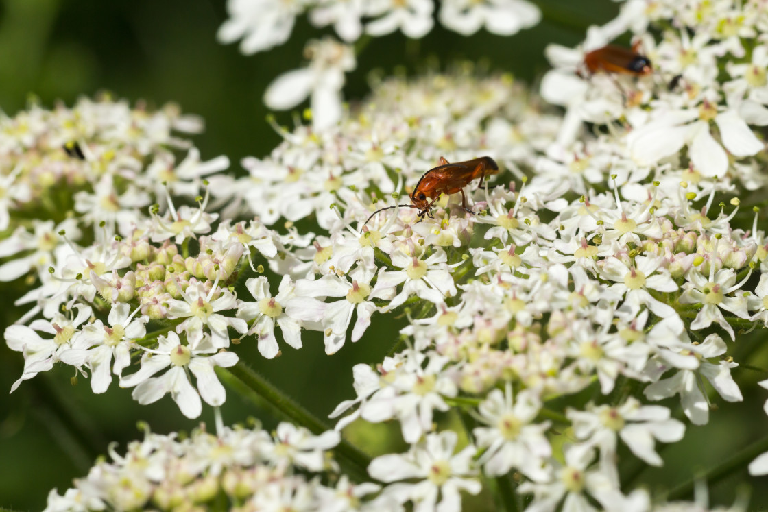 "Hogweed Bonking Beetle" by Gordon England - $12.55 "Hogweed Bonking Beetle" stock image