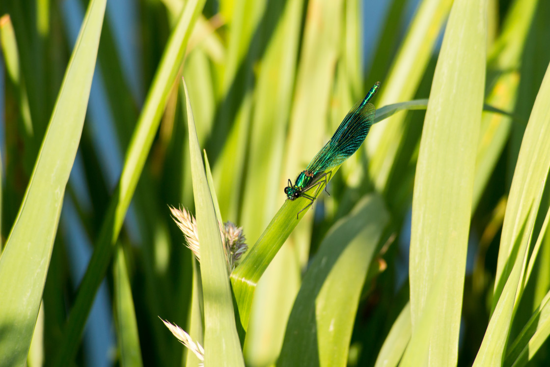 "Banded Demoiselle Damselfly" by Gordon England - $12.71 "Banded Demoiselle Damselfly" stock image