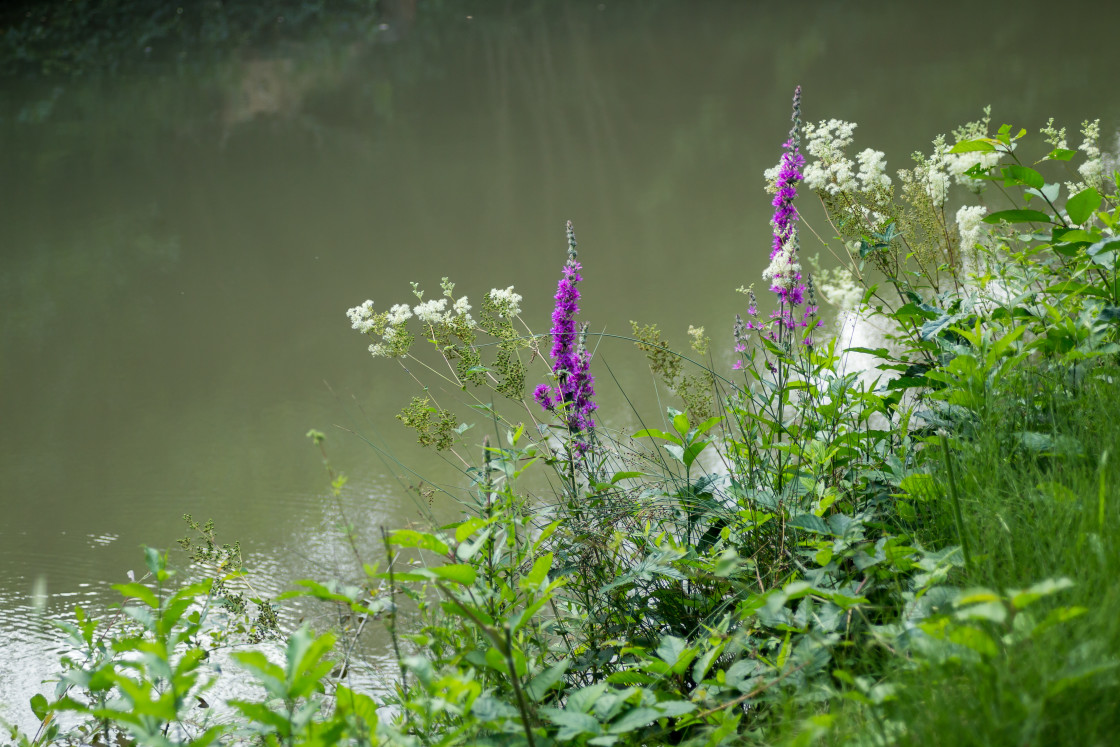 "Wildflowers on Bank of Canal" by Gordon England - $12.07 "Wildflowers on Bank of Canal" stock image