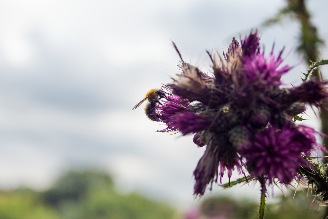 "Common Carder Bumblebee" stock image
