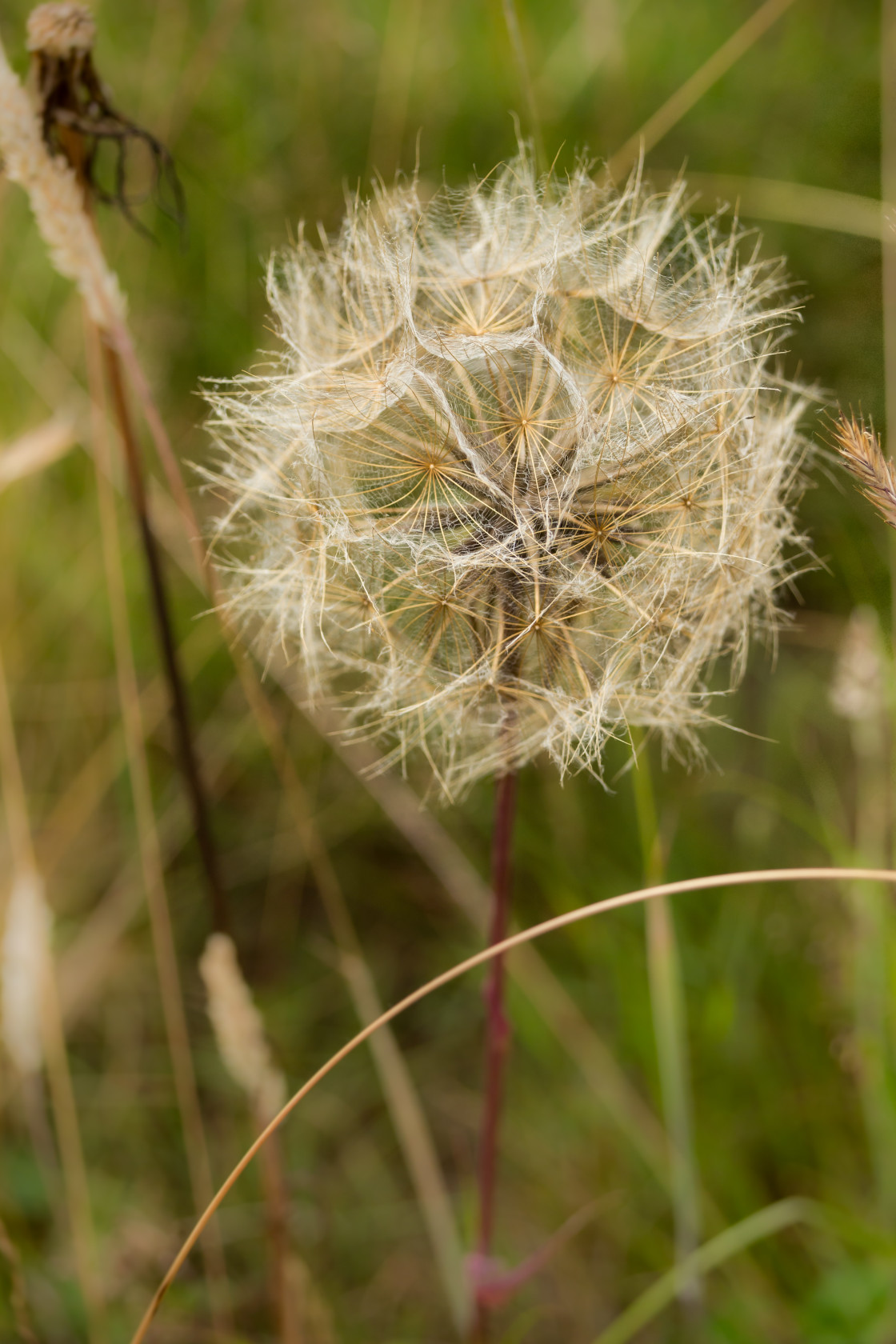 "Goat's Beard Seed Clock" by Gordon England - $12.14 "Goat's Beard Seed Clock" stock image