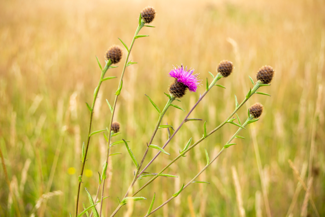 "Knapweed Grass Meadow" by Gordon England - $12.55 "Knapweed Grass Meadow" stock image
