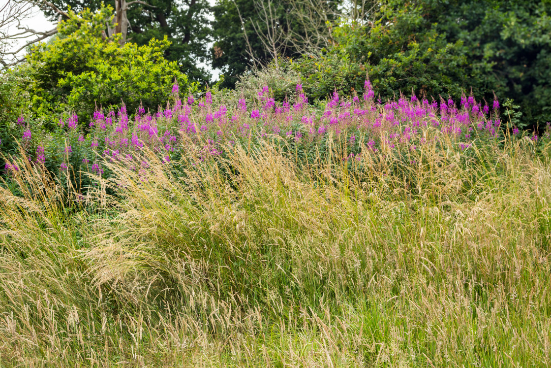"Rosebay Willowherb" by Gordon England - $12.55 "Rosebay Willowherb" stock image