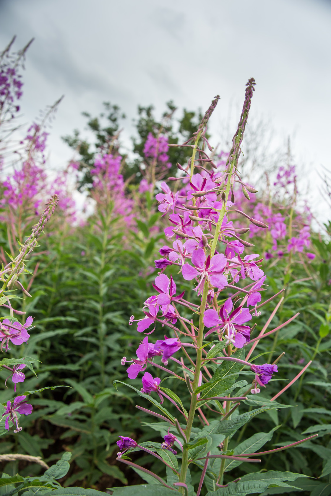 "Rosebay Willowherb Flowers" by Gordon England - $12.70 "Rosebay Willowherb Flowers" stock image