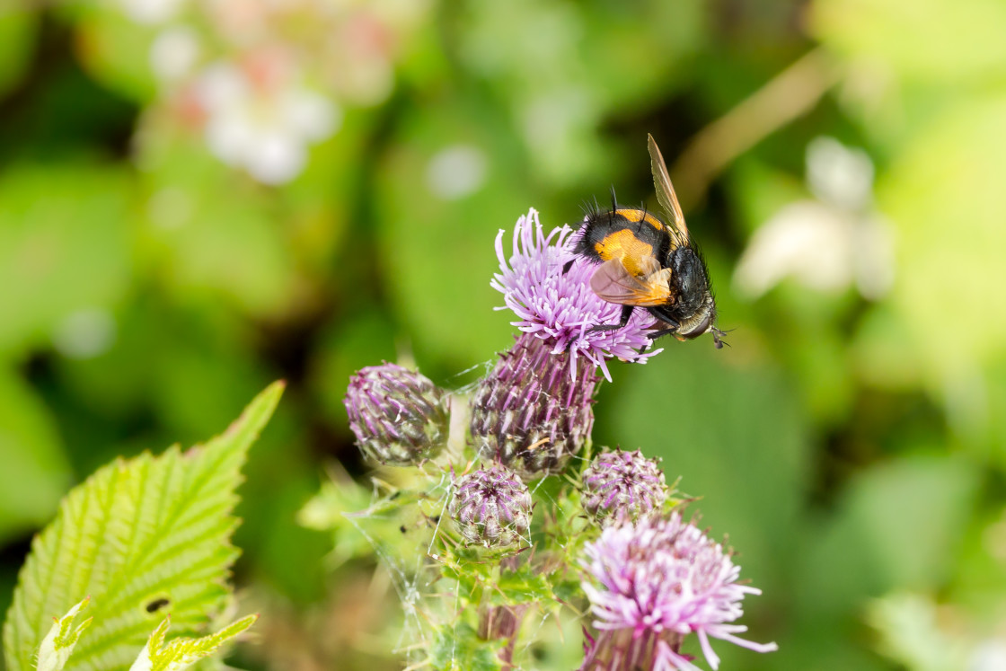 "Tachinid Fly" stock image