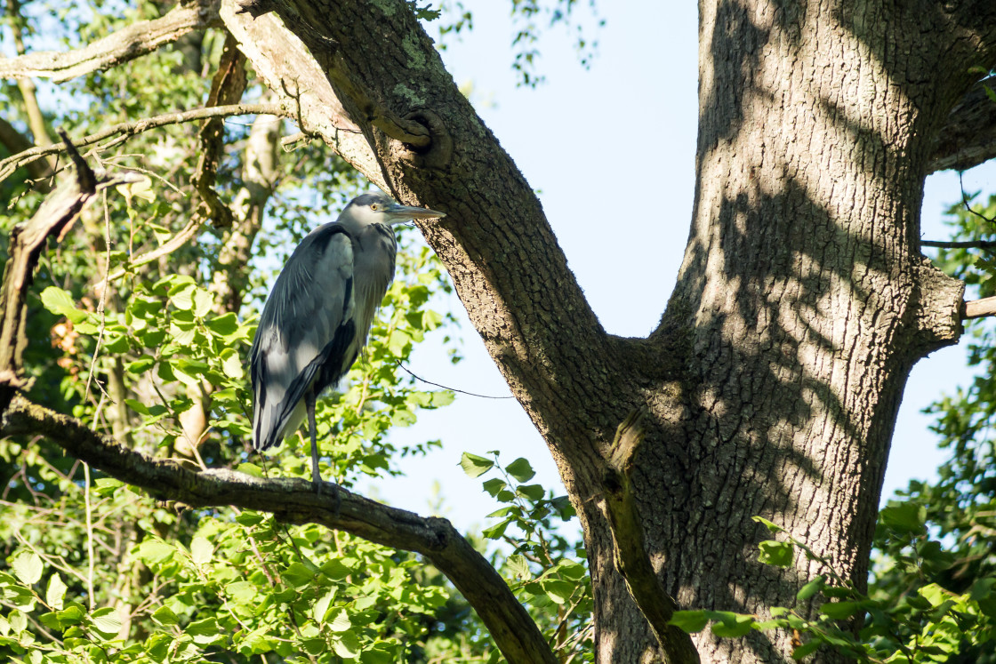 "Grey Heron" by Gordon England - $12.14 "Grey Heron" stock image