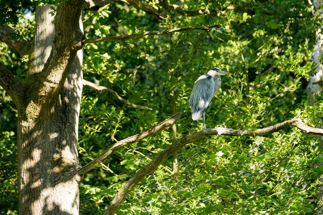 "Grey Heron" by Gordon England - $12.63 "Grey Heron" stock image