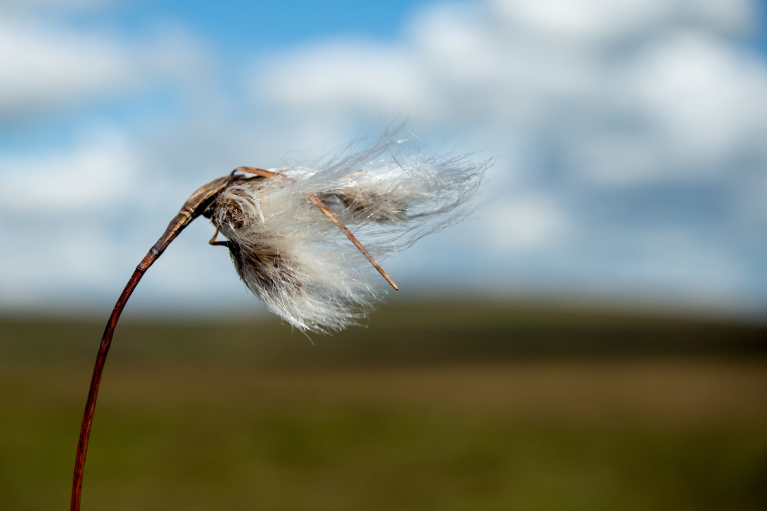 "Tussock Cottongrass" by Gordon England - $12.70 "Tussock Cottongrass" stock image
