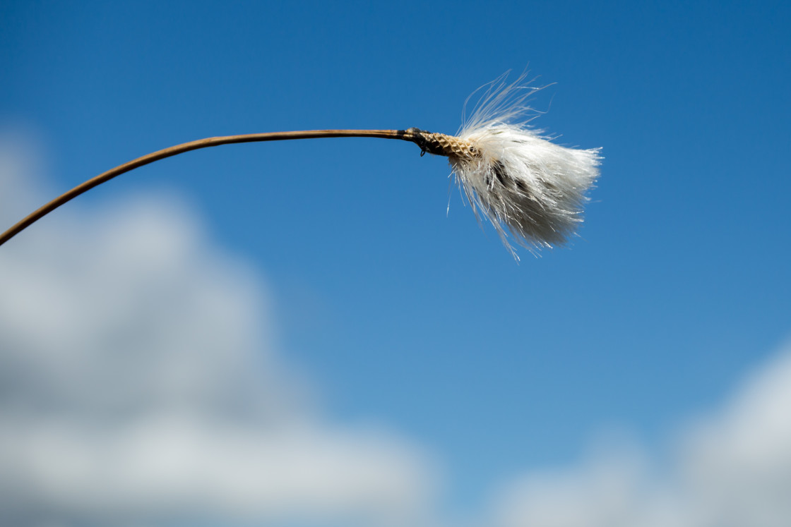 "Tussock Cottongrass" by Gordon England - $12.20 "Tussock Cottongrass" stock image