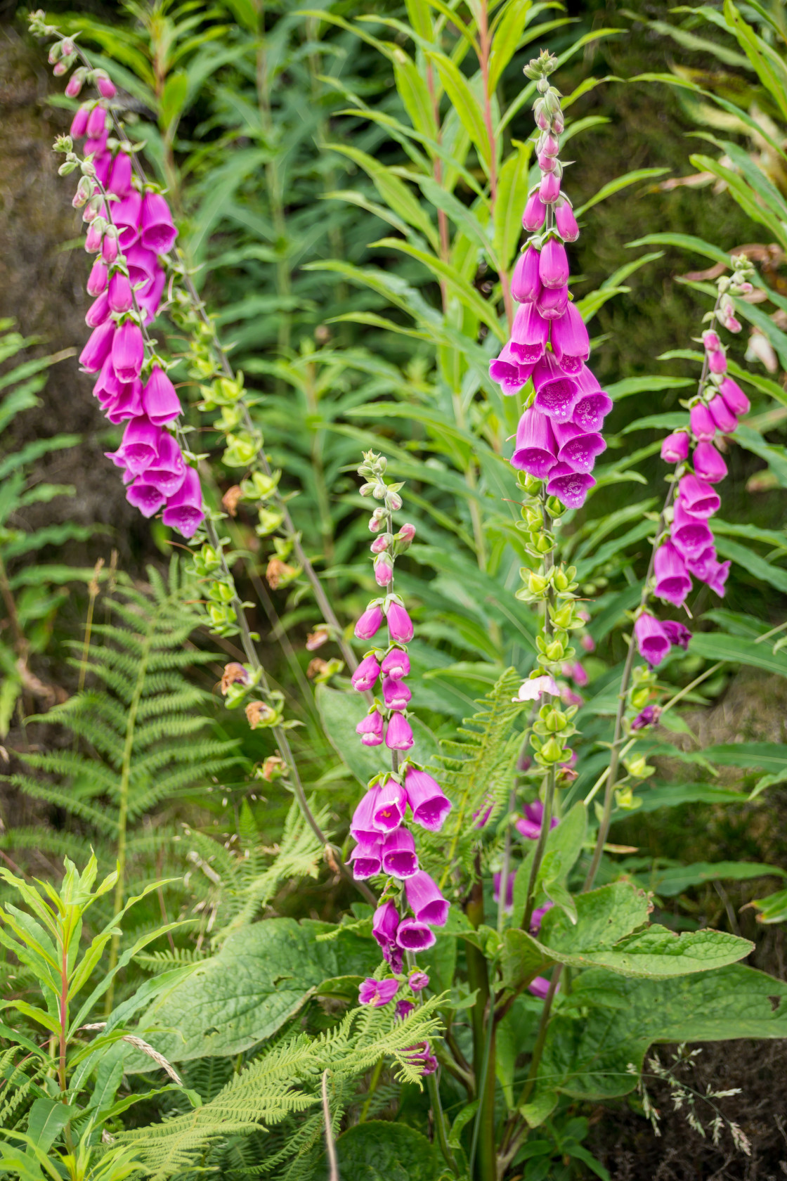 "Foxglove Flower" by Gordon England - $12.70 "Foxglove Flower" stock image