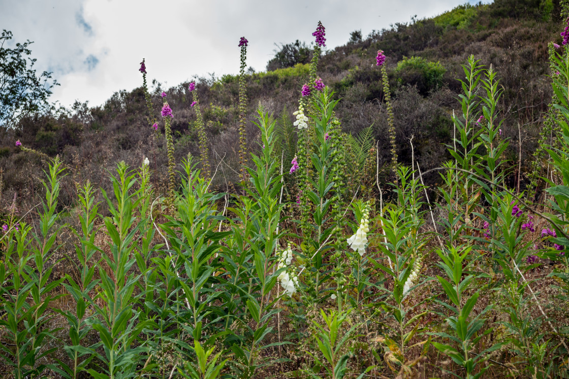 "Foxglove Flowers" by Gordon England - $12.70 "Foxglove Flowers" stock image