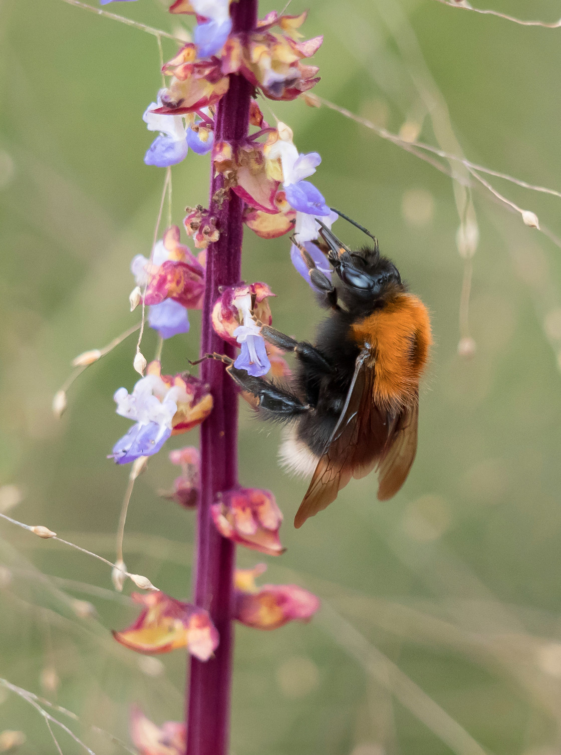 "Tree Bumblebee ~ Bombus Hypnorum" stock image