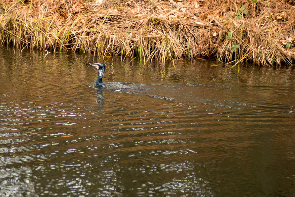 "Great Cormorant (Phalacrocorax carbo)" by Gordon England - $12.24 "Great Cormorant (Phalacrocorax carbo)" stock image
