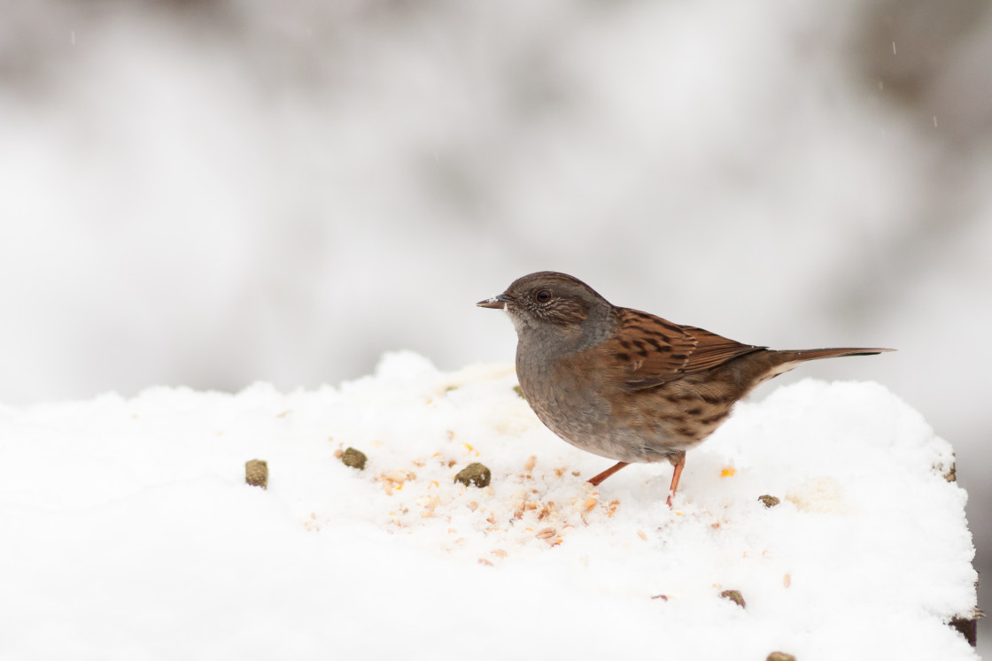 "Dunnock (Prunella modularis)" by Gordon England - $12.71 "Dunnock (Prunella modularis)" stock image