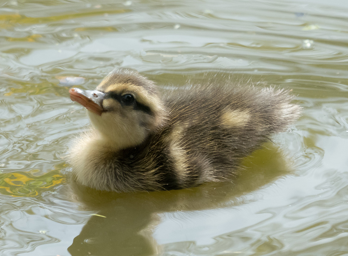 "Mallard Duckling" stock image