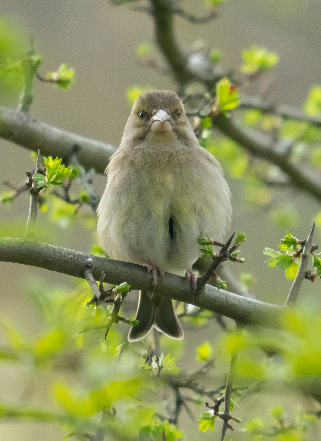 "The Grumpy Greenfinch" stock image