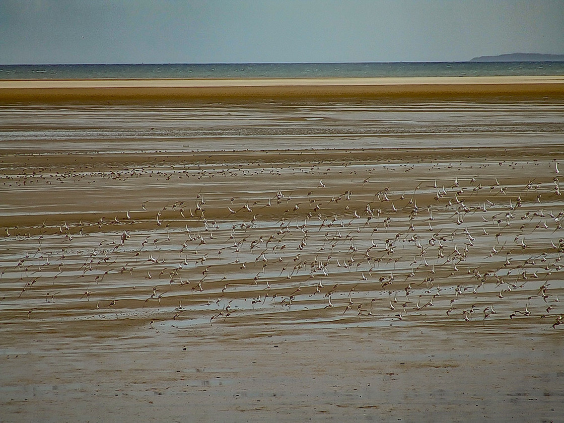 "Flying Flock of Golden Plovers" stock image