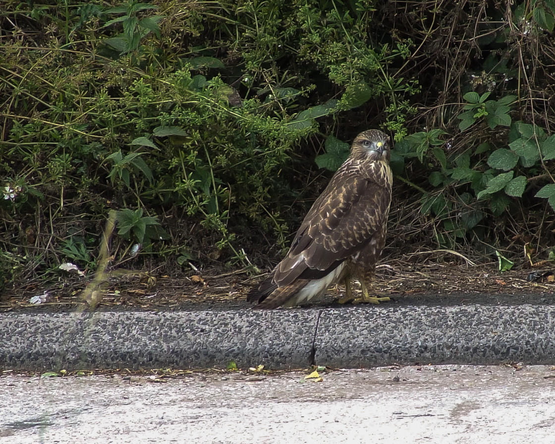 "Cheeky Buzzard" stock image