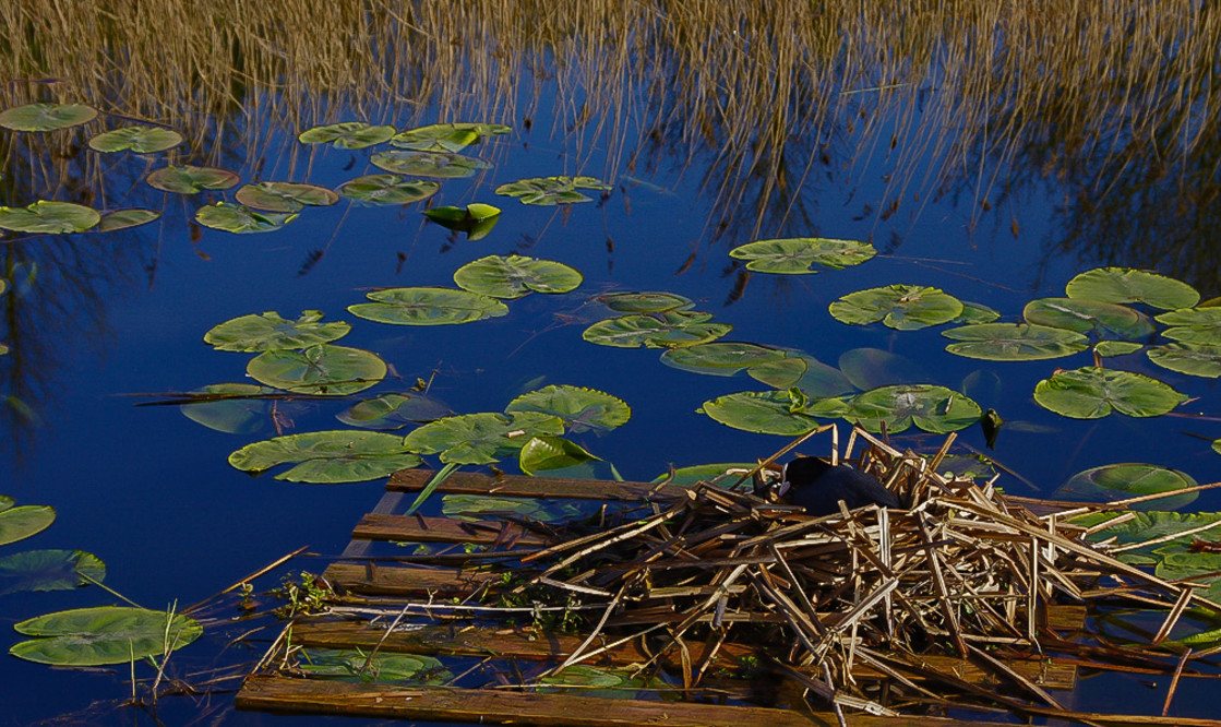 "A Coot Recycler on Sankey Valley Canal" stock image