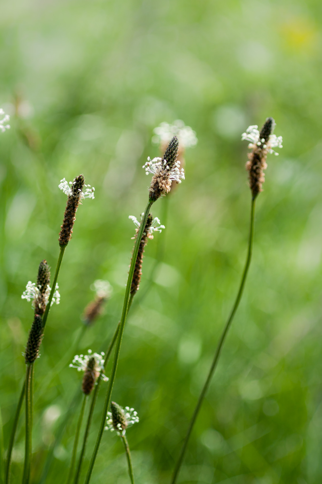 "Ribwort Plantain" by Gordon England - $12.24 "Ribwort Plantain" stock image