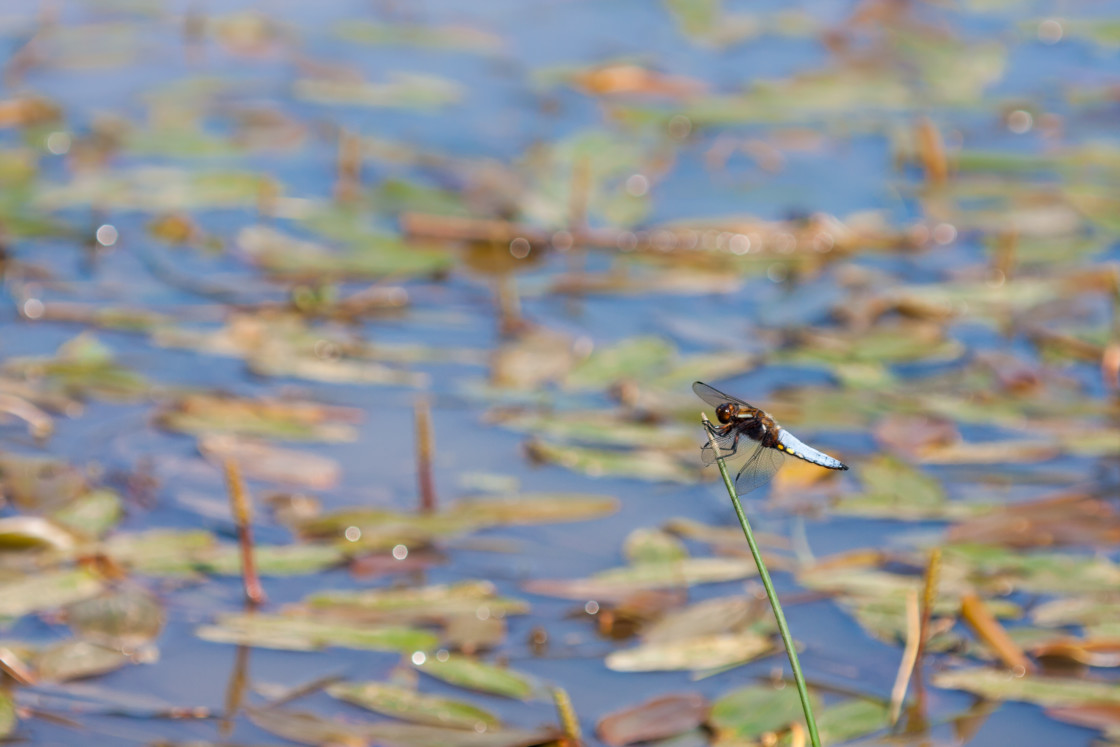 "Broad-bodied Chaser Dragonfly" by Gordon England - $12.14 "Broad-bodied Chaser Dragonfly" stock image