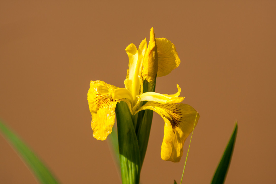 "Yellow Iris Flower" stock image