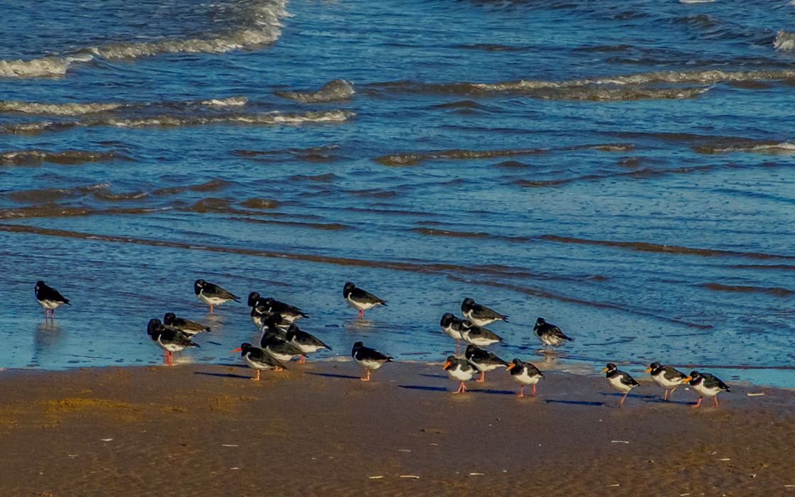 "Small Flock of Oystercatctchers on the Tideline" stock image