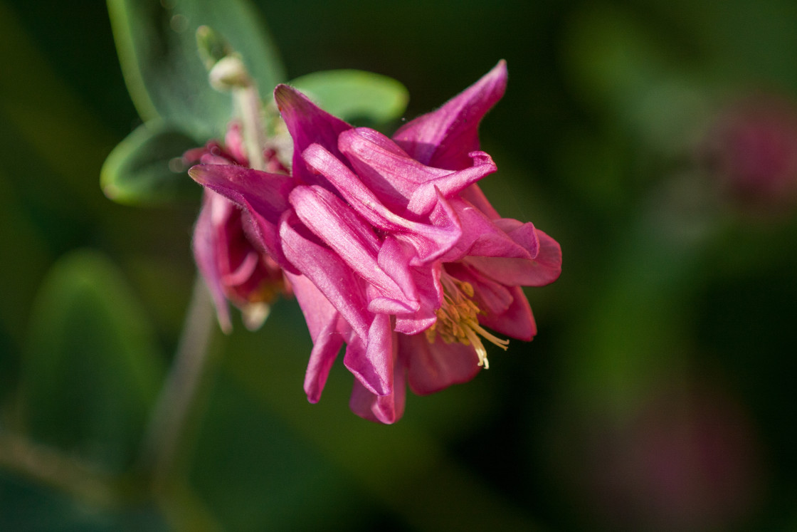 "Columbine Flower" stock image