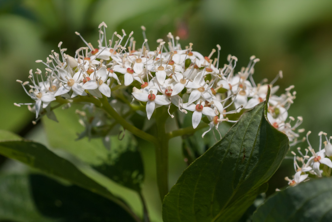 "Dogwood Blossom" by Gordon England - $12.06 "Dogwood Blossom" stock image