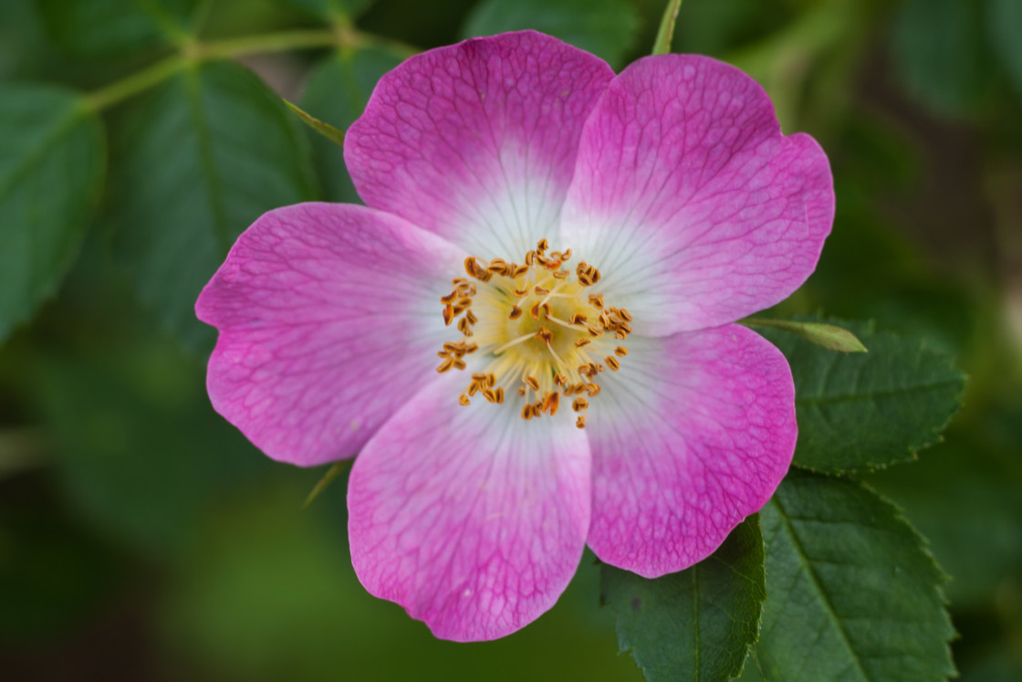 "Dog Rose Flower" stock image