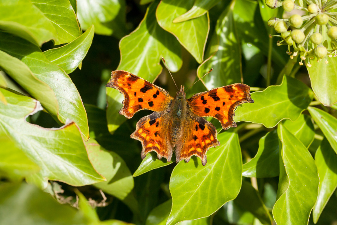 "Comma Butterfly" by Gordon England - $12.71 "Comma Butterfly" stock image
